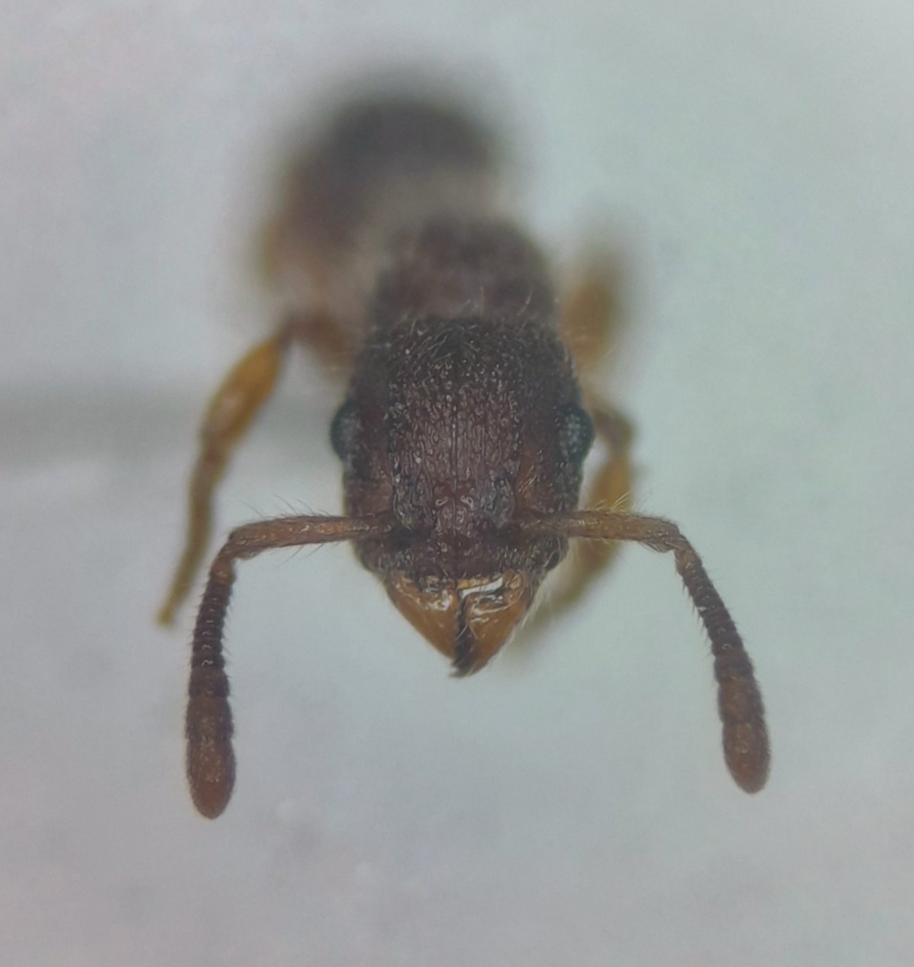 Heteroponera dentinodis