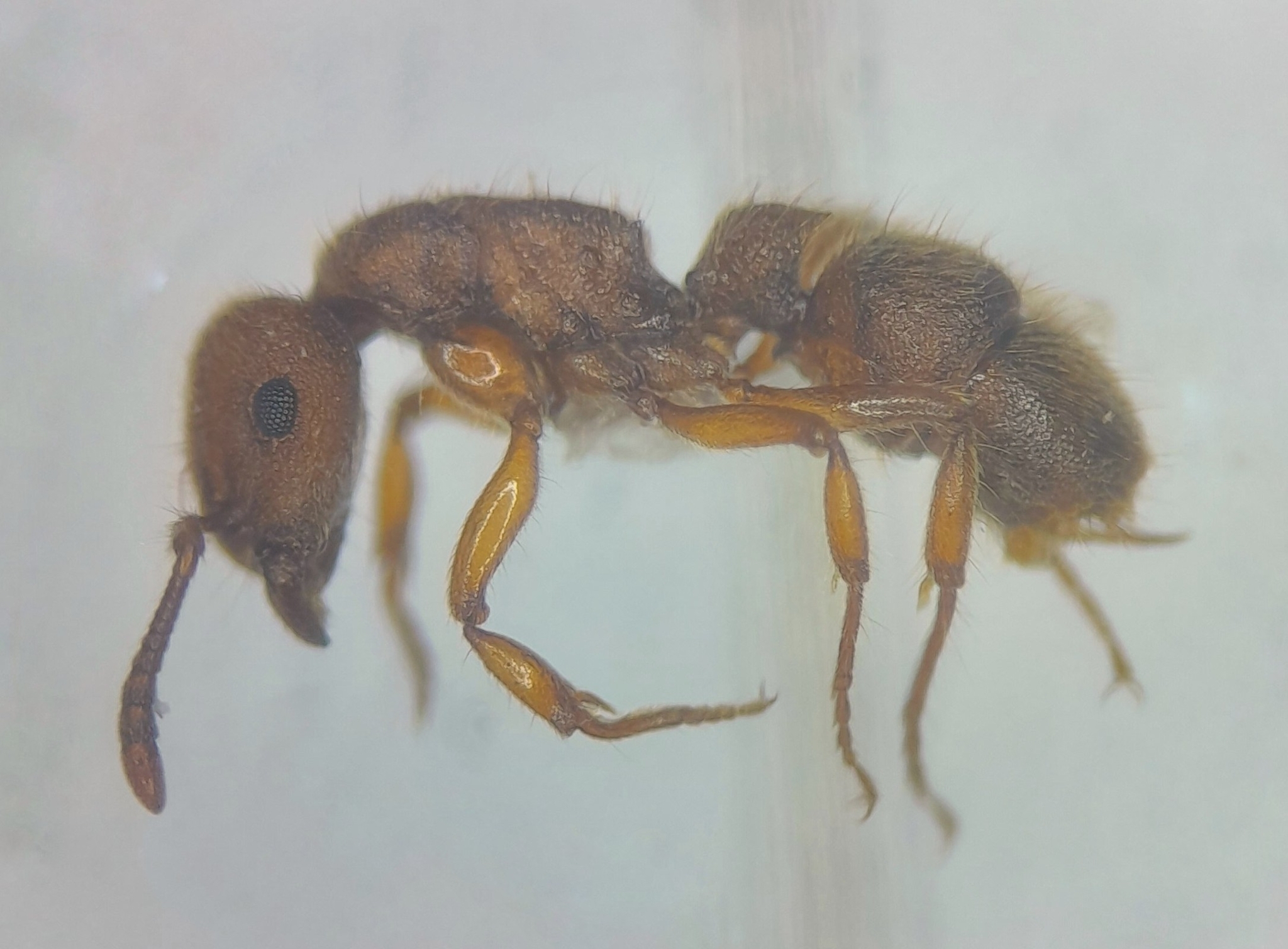 Heteroponera robusta