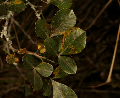 Image of Searsia tumulicola by (c) Wynand Uys, some rights reserved (CC BY)