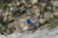 Tarsiger rufilatus