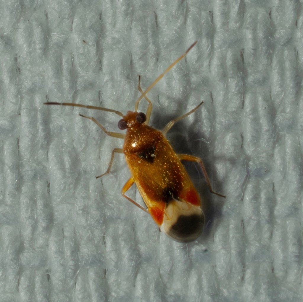 Ceratocapsus nevadensis