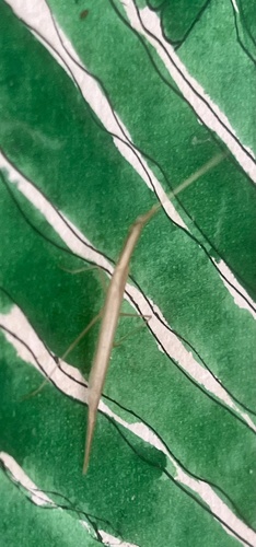 Didymocorypha lanceolata