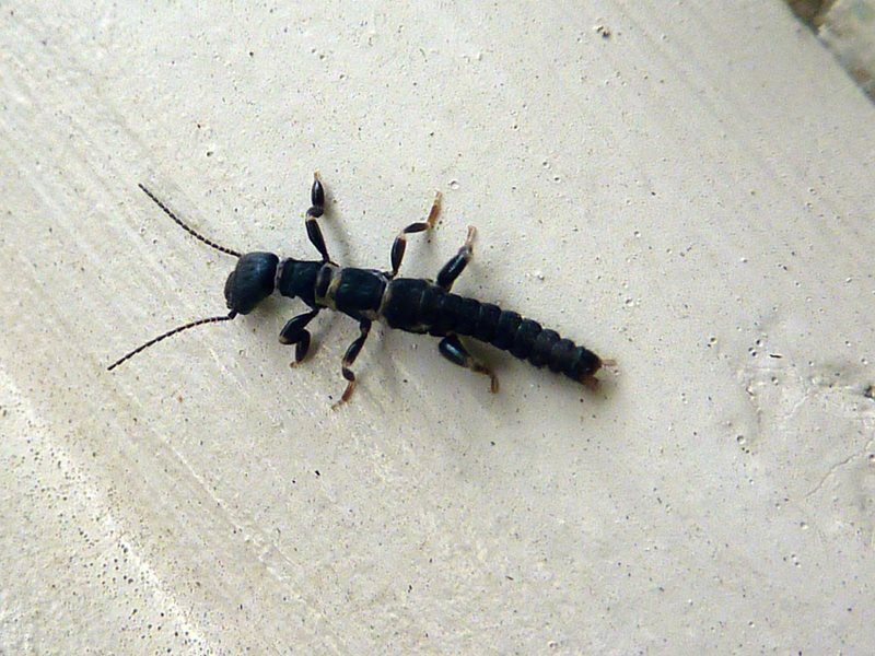 Euembiodea