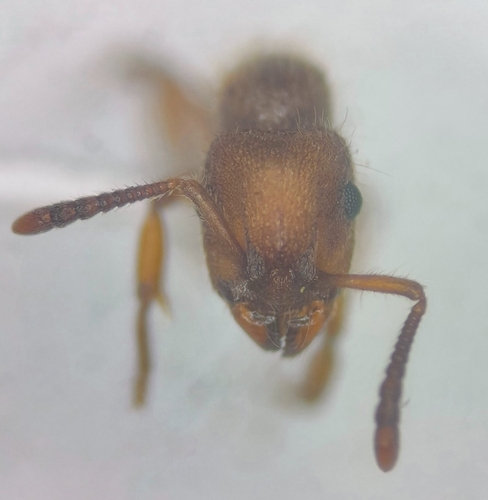 Heteroponera robustaHeteroponera robusta