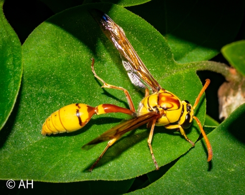 Okinawa Mud Wasp