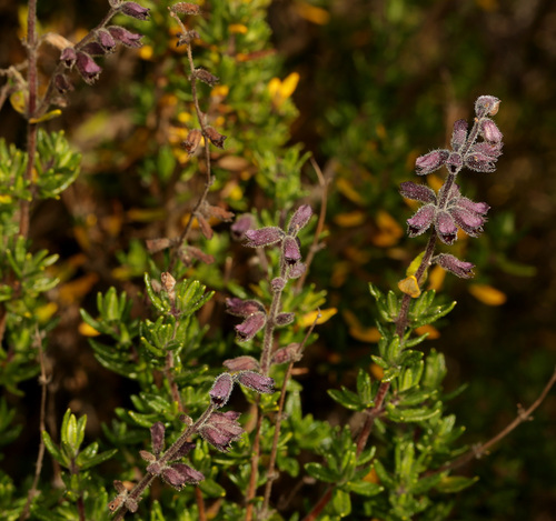 Image of Syncolostemon albiflorus by (c) Wynand Uys, some rights reserved (CC BY)