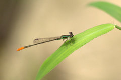Agriocnemis femina oryzae