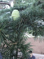 Cedrus