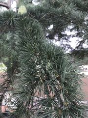 Cedrus