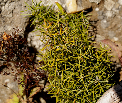 Image of Asparagus rigidus by (c) Wynand Uys, some rights reserved (CC BY)