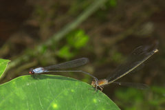 Pseudagrion pruinosum