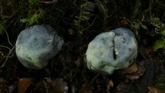 Rossbeevera pachydermis