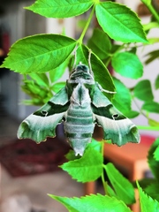 Proserpinus proserpina