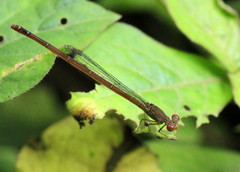 Ceriagrion praetermissum