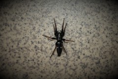 Aphantaulax trifasciata