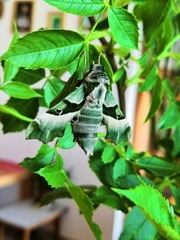 Proserpinus proserpina