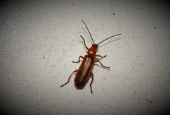 Rhagonycha nigritarsis