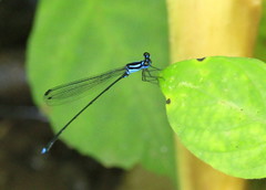 Coeliccia membranipes