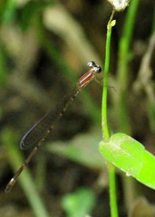 Mortonagrion falcatum