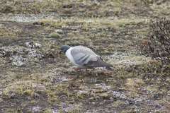 Columba leuconota