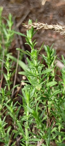 Image of Thymus pallasianus by no rights reserved
