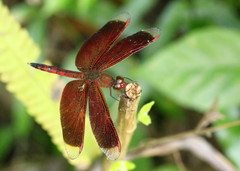 Neurothemis terminata