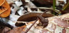 Ingerophrynus divergens