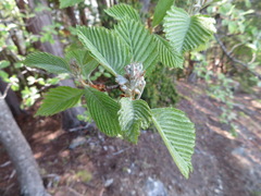 Alniaria alnifolia