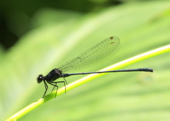 Onychargia atrocyana