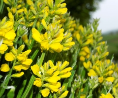 Genista sagittalis