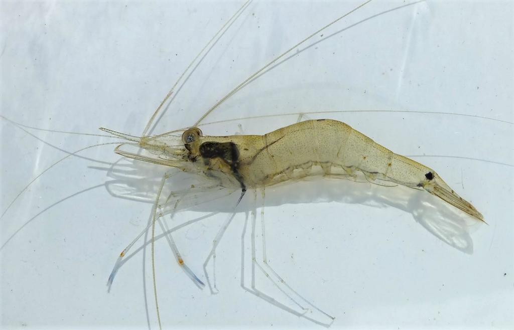 Mangrove prawn
