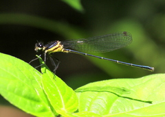 Onychargia atrocyana