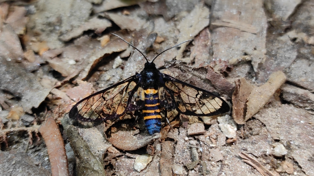 Agaphthora hyalina