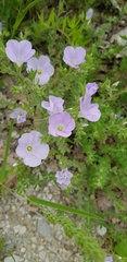 Linum lanuginosum