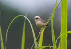 Cisticola exilis volitans