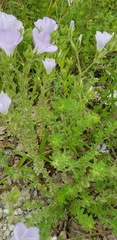 Linum lanuginosum