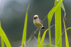 Cisticola exilis volitans