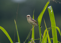 Cisticola exilis volitans