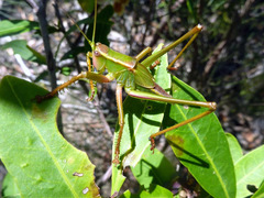 Terpandrus