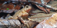 Ingerophrynus divergens