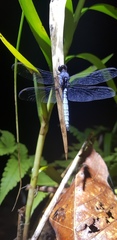 Orthetrum glaucum