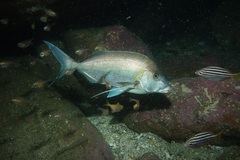 Nemadactylus douglasii