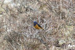 Phoenicurus frontalis