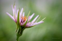 Tragopogon porrifolius