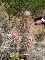 Grusonia kunzei