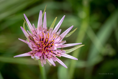 Tragopogon porrifolius