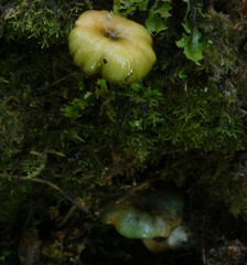 Entoloma glaucoroseum