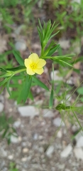 Linum nodiflorum