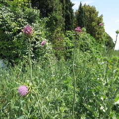 Silybum marianum