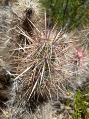 Grusonia kunzei